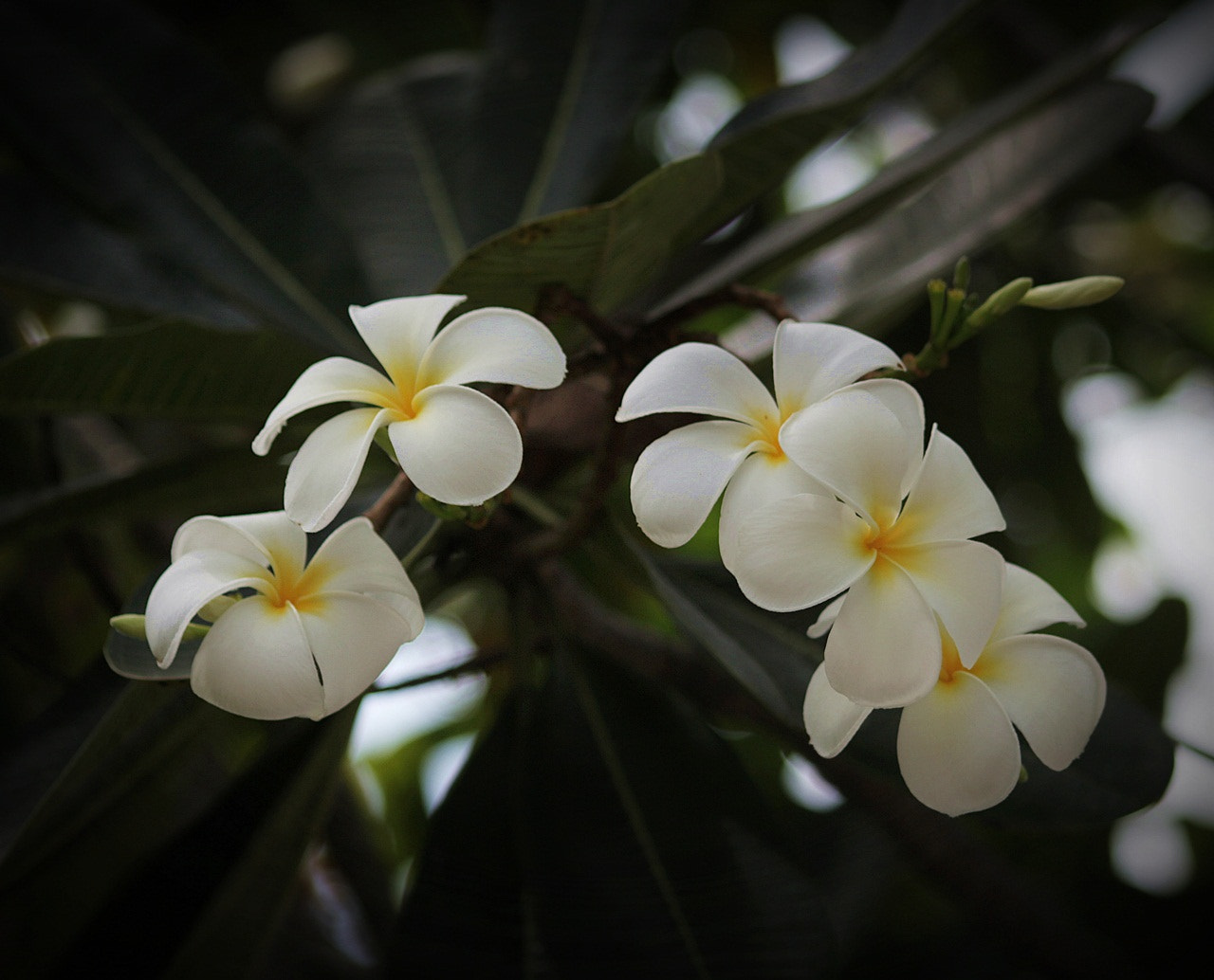 Sigma 70-300mm F4-5.6 APO DG Macro sample photo. Plumaria1 photography