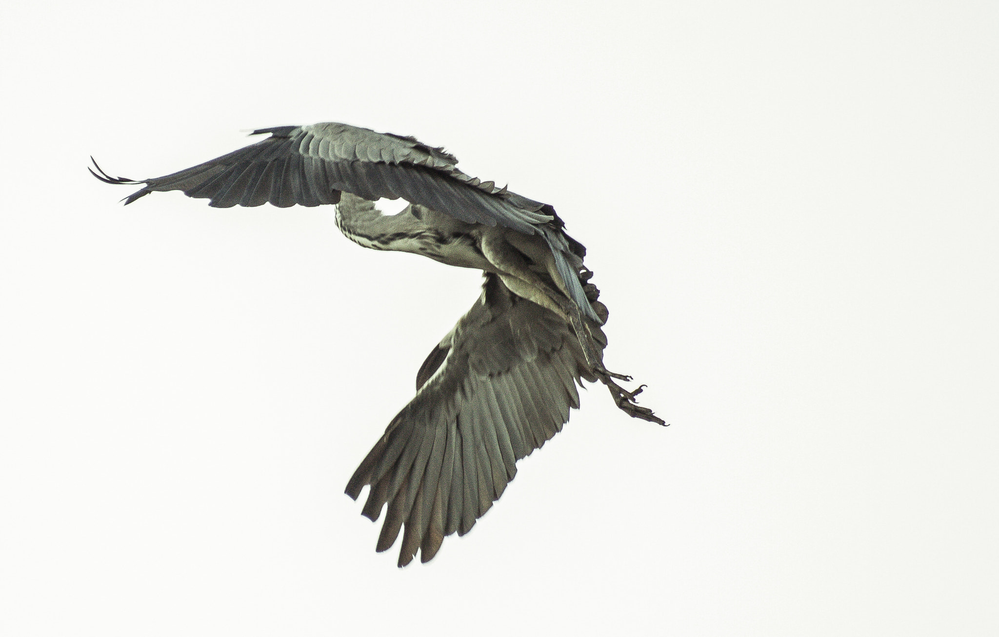 Canon EF 80-200mm F4.5-5.6 II sample photo. Squeezed photography