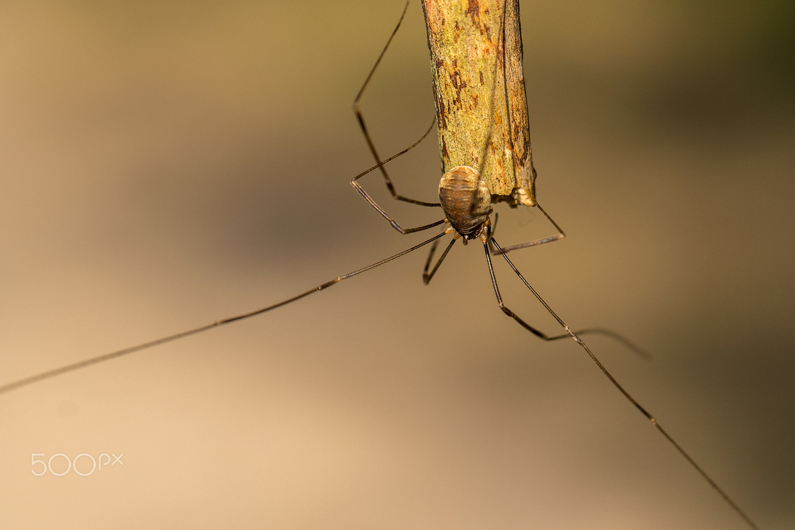 Canon EF 100mm F2.8L Macro IS USM sample photo. Harvestman spider - opilio canestrinii photography