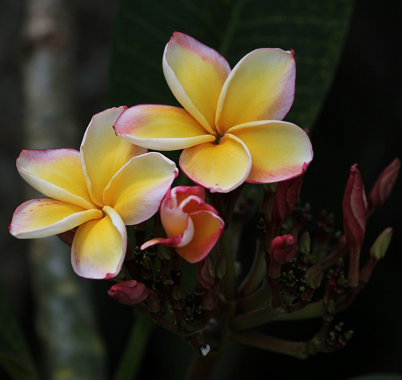 Sigma 70-300mm F4-5.6 APO DG Macro sample photo. Plumaria 2 photography