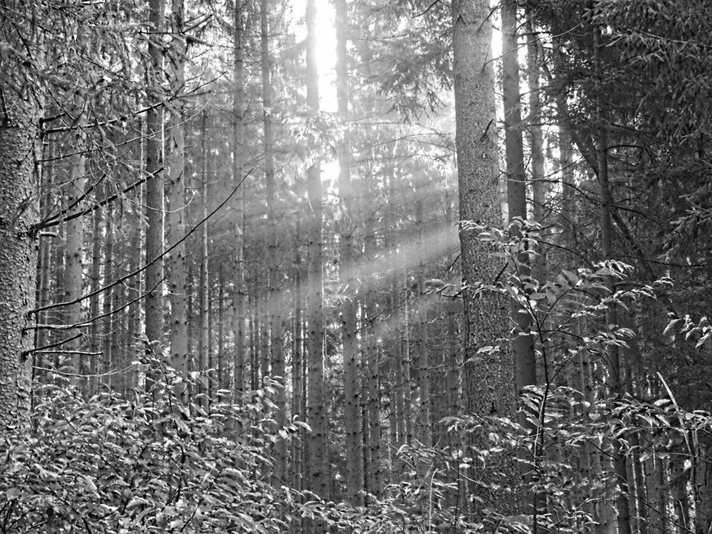 MEDION MD86929 sample photo. Autumen lights photography