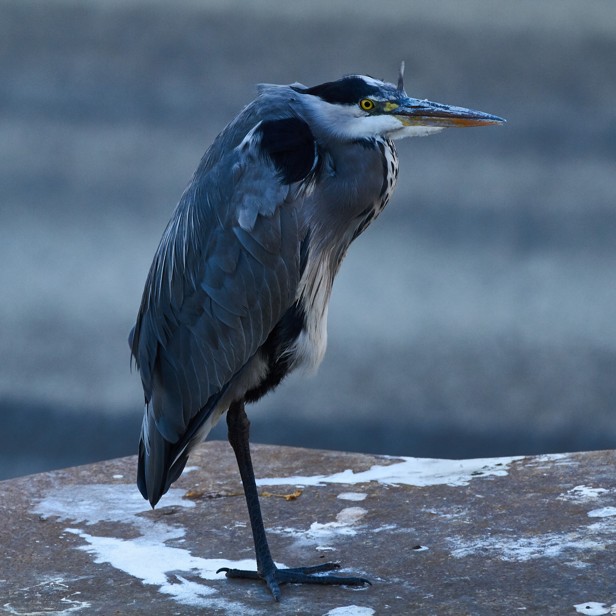 Canon EF 70-200mm F2.8L IS II USM sample photo. Limping leg photography