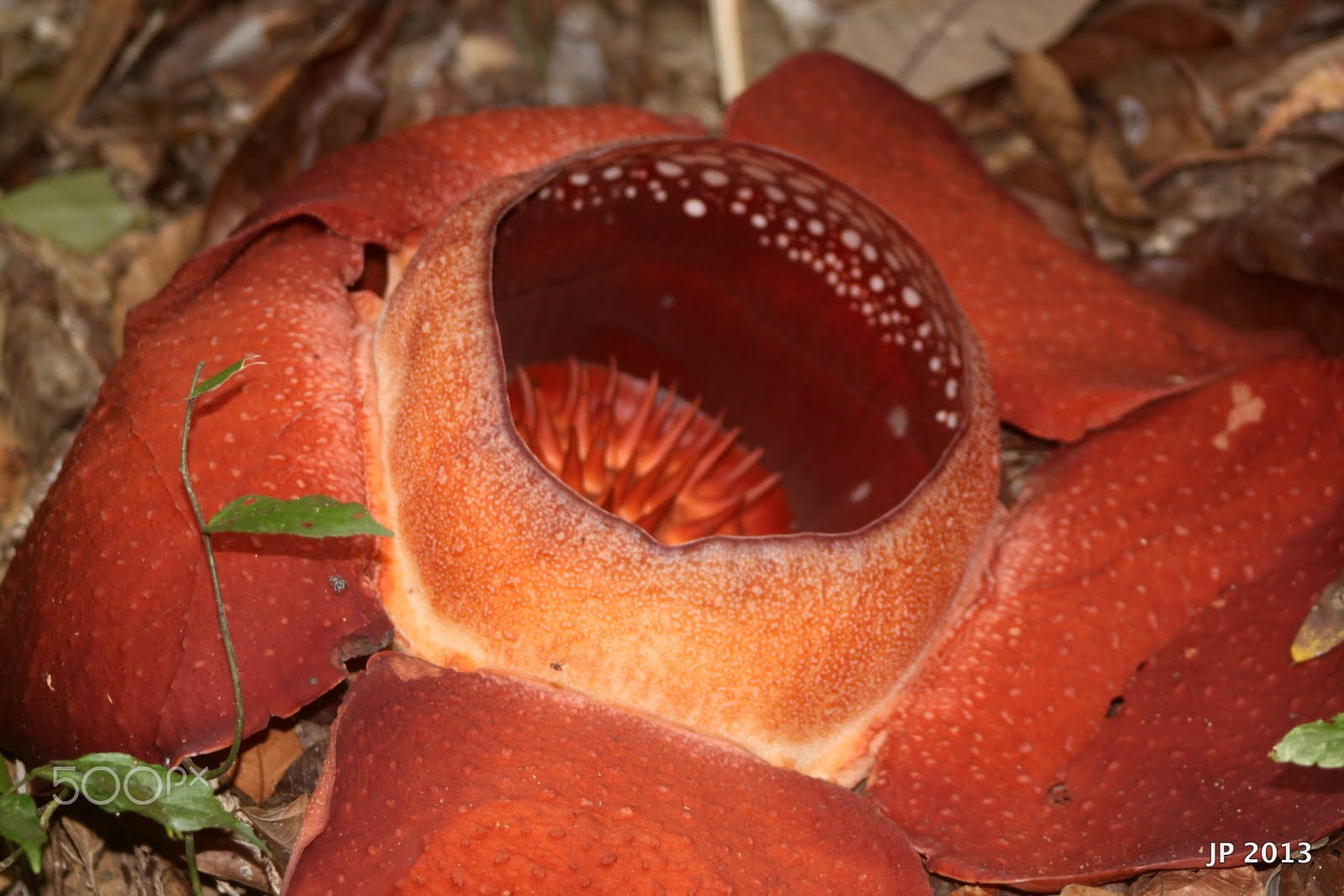 Canon EF 75-300mm f/4-5.6 USM sample photo. Rafflesia photography