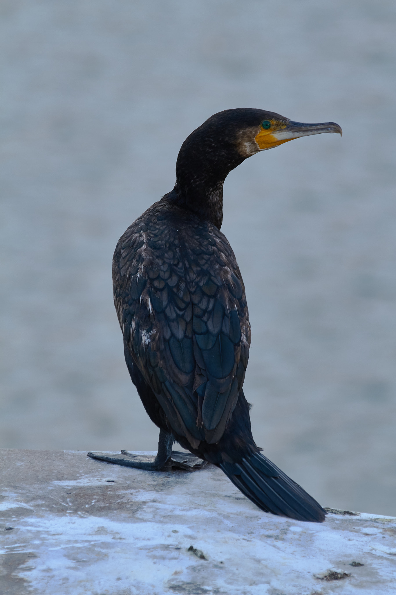 Canon EF 70-200mm F2.8L IS II USM sample photo. Spökenkieker - cormorant photography