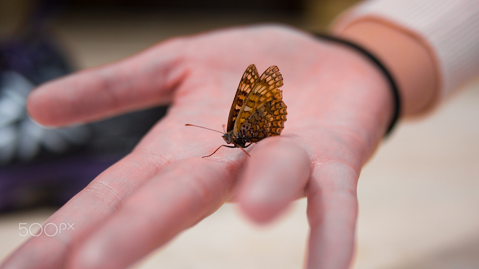 Panasonic Lumix DMC-GH4 + Panasonic Leica DG Summilux 25mm F1.4 II ASPH sample photo. Close up butterfly on woman hand photography