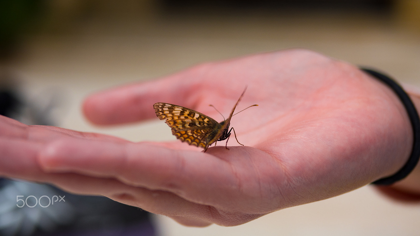 Panasonic Lumix DMC-GH4 + Panasonic Leica DG Summilux 25mm F1.4 II ASPH sample photo. Close up butterfly on woman hand photography