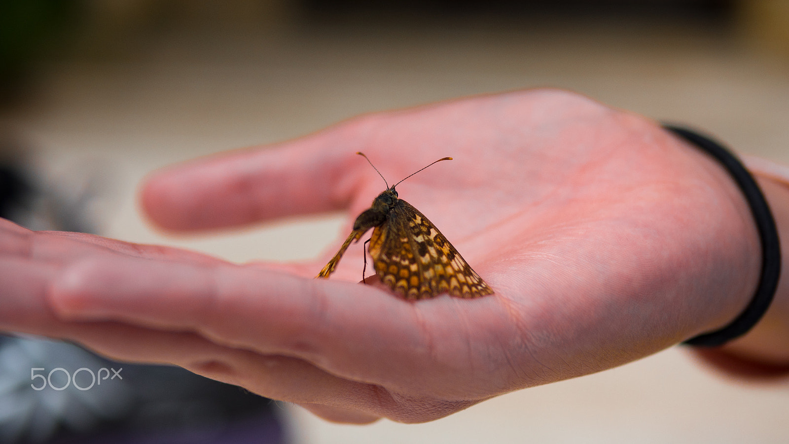 Panasonic Lumix DMC-GH4 + Panasonic Leica DG Summilux 25mm F1.4 II ASPH sample photo. Close up butterfly on woman hand photography