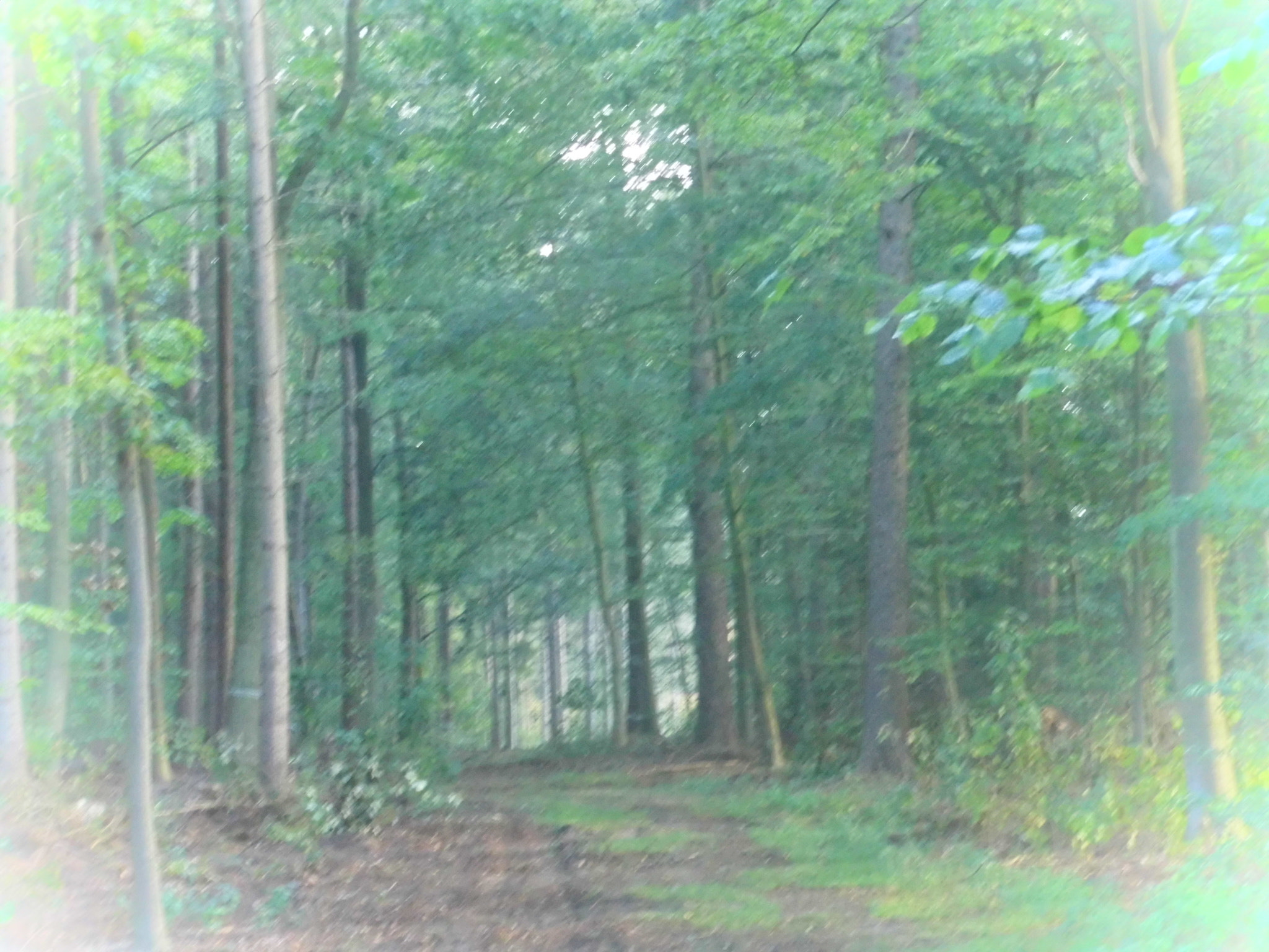 MEDION MD86929 sample photo. Fairylale forest photography