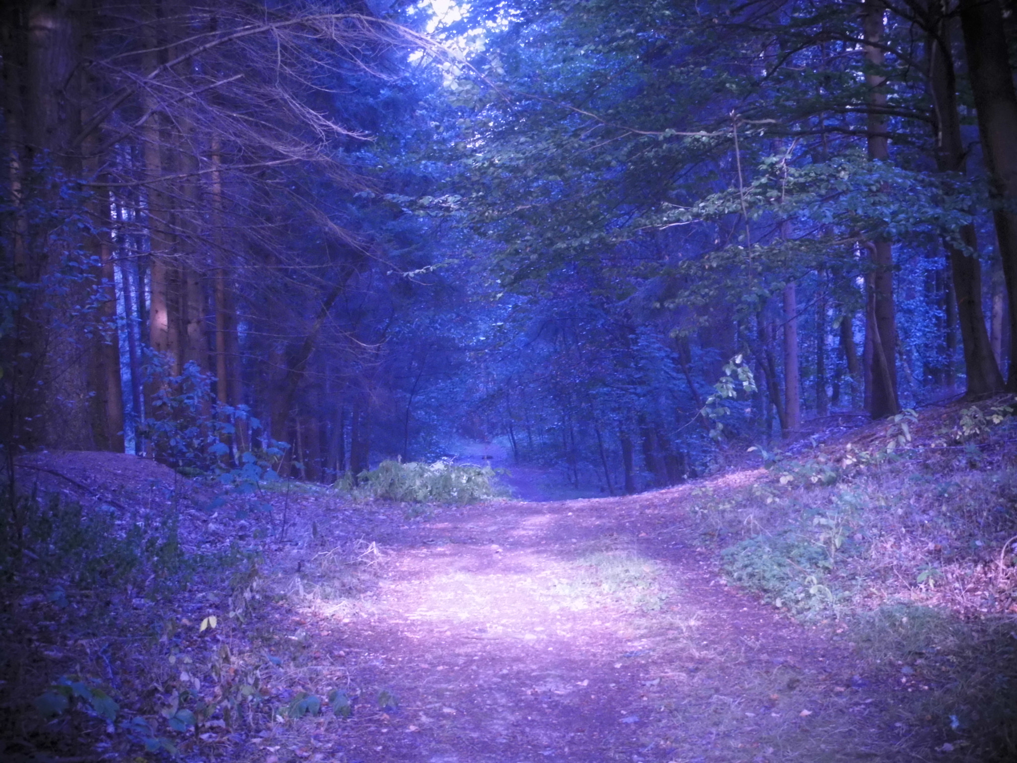 MEDION MD86929 sample photo. Der wald in anderen farben photography