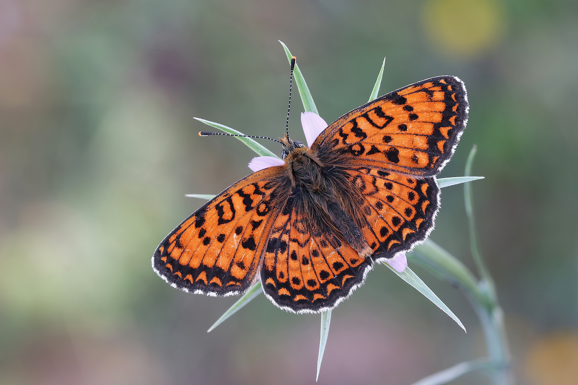 Canon EOS 70D + Canon EF 100mm F2.8L Macro IS USM sample photo. Colors of nature photography