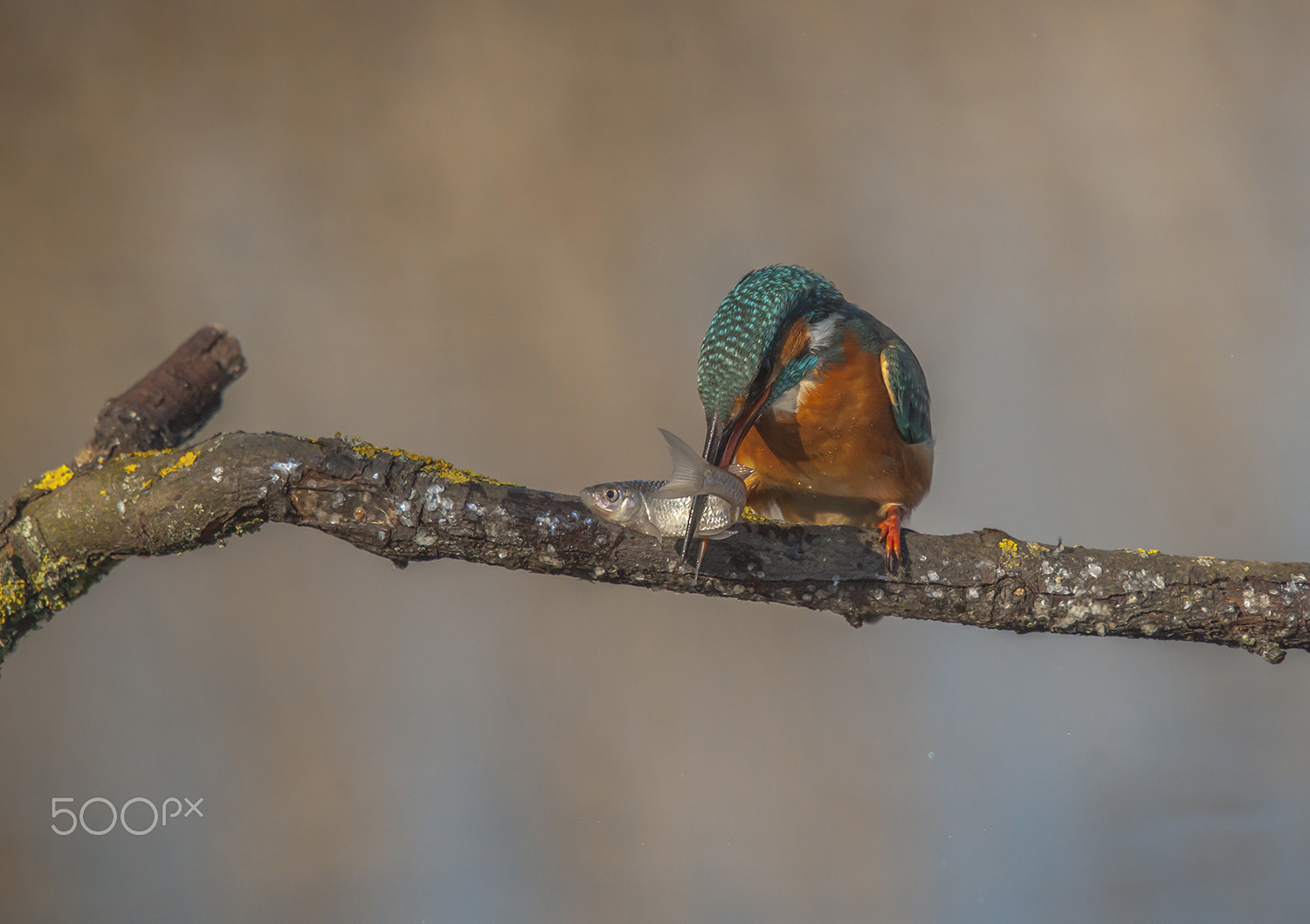 Sony Alpha DSLR-A900 + Sony 75-300mm F4.5-5.6 sample photo. The kingfisher photography
