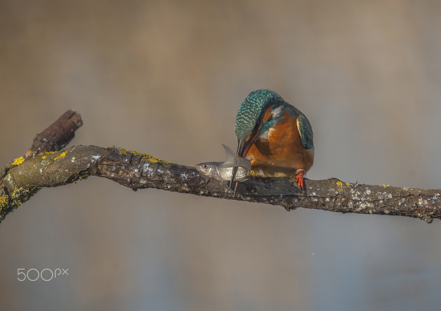 Sony 75-300mm F4.5-5.6 sample photo. The kingfisher photography