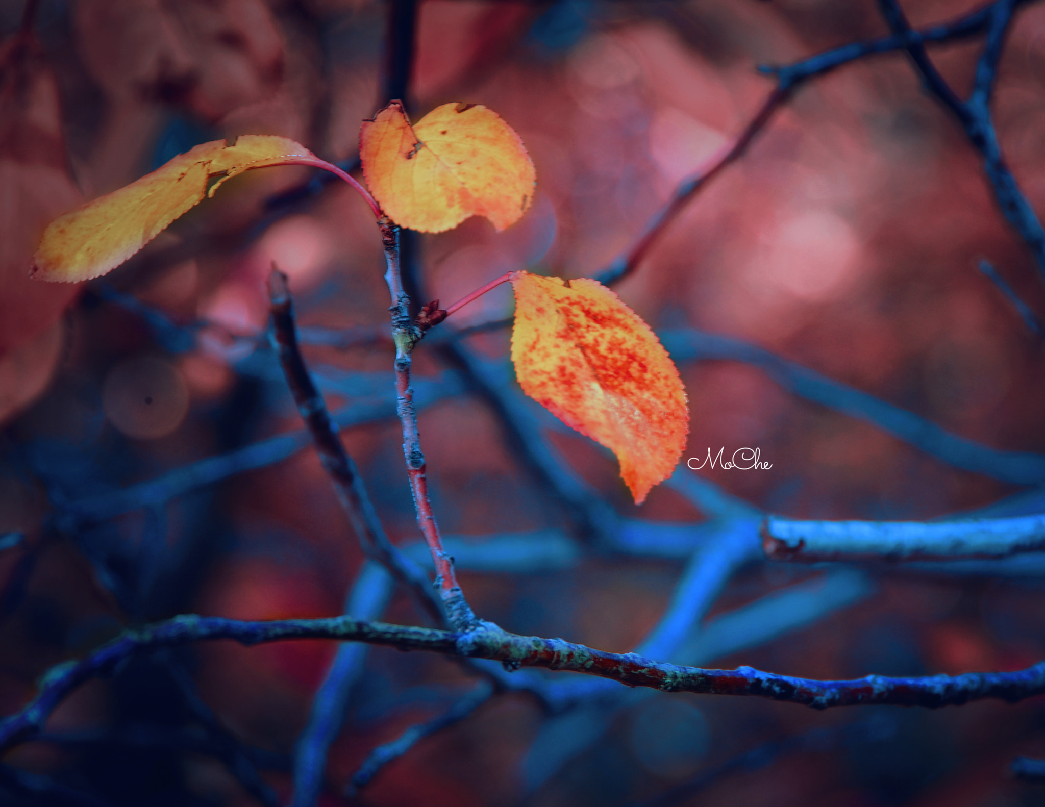 Nikon D300 sample photo. Ahar01 photography