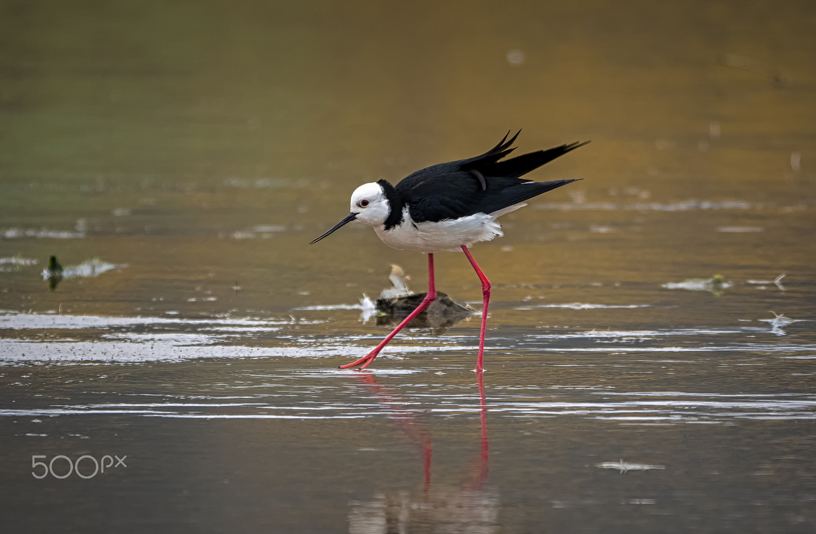 Panasonic Lumix DMC-GH4 + LEICA DG 100-400/F4.0-6.3 sample photo. Pied stilt photography