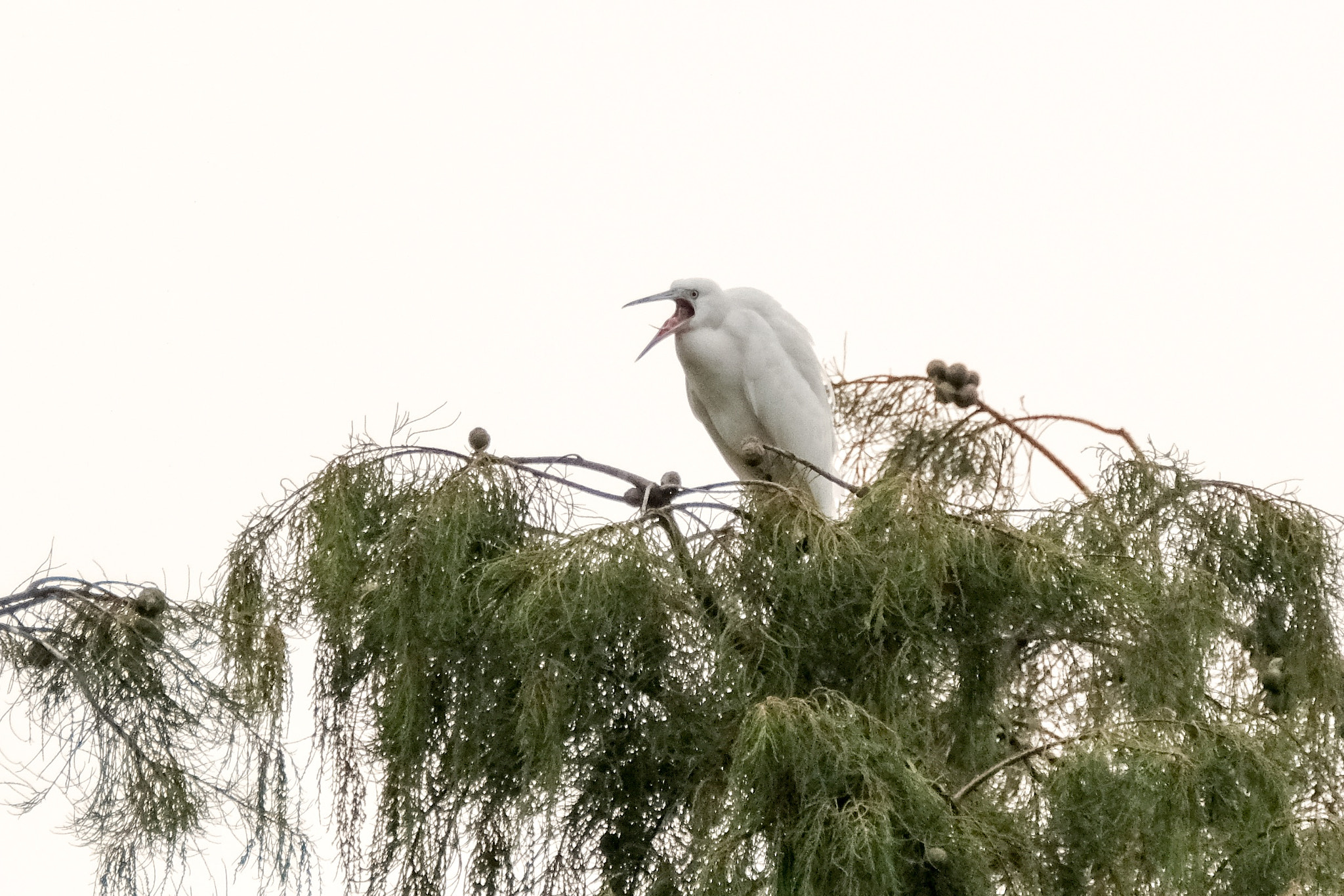 XF100-400mmF4.5-5.6 R LM OIS WR + 1.4x sample photo