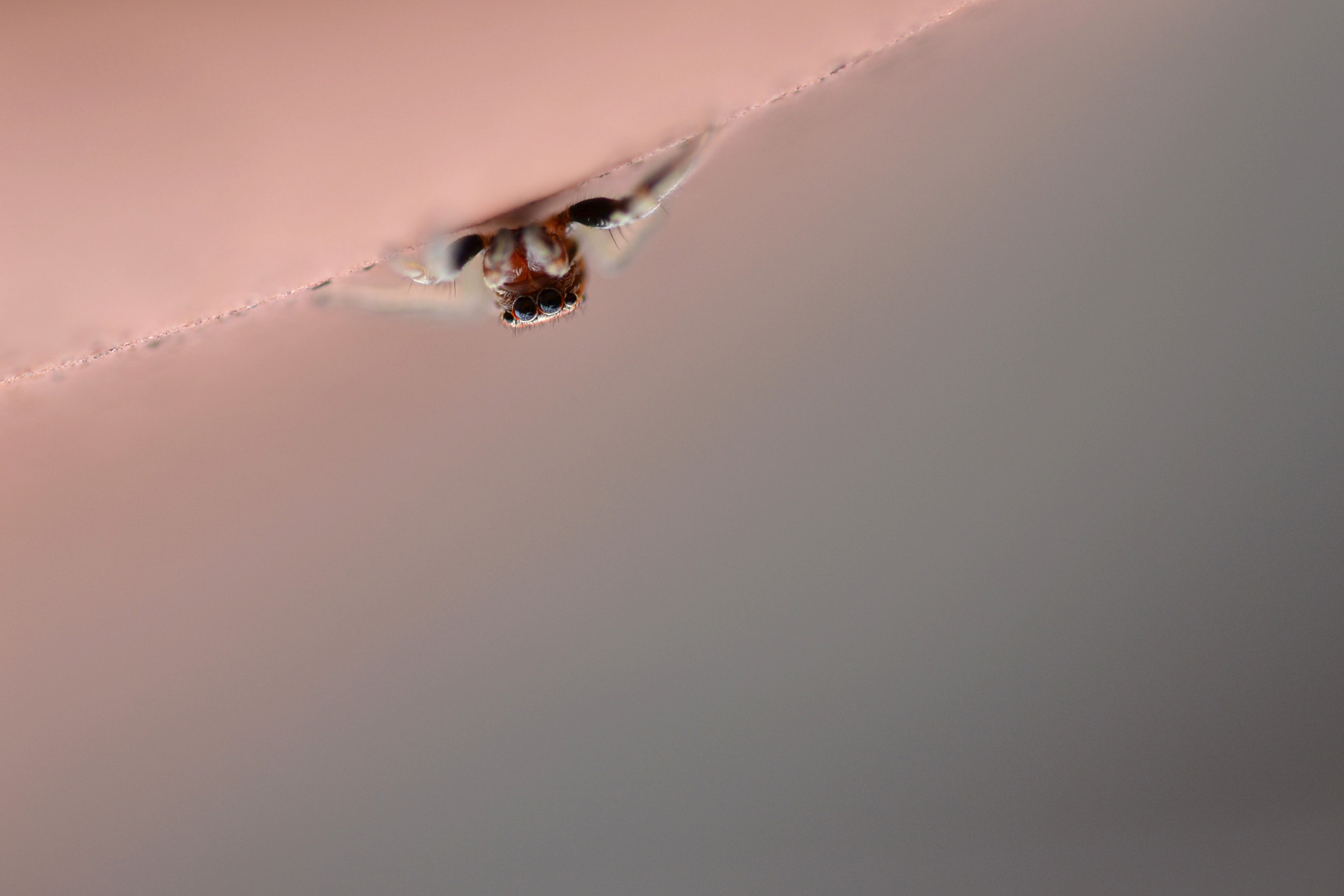 Sigma 105mm F2.8 EX DG OS HSM sample photo. Upside down photography