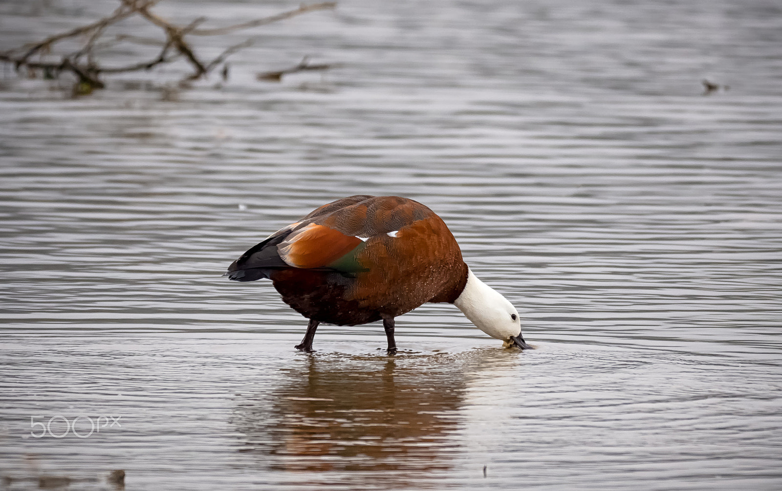 Panasonic Lumix DMC-GH4 + LEICA DG 100-400/F4.0-6.3 sample photo. Female paradise shelduck photography