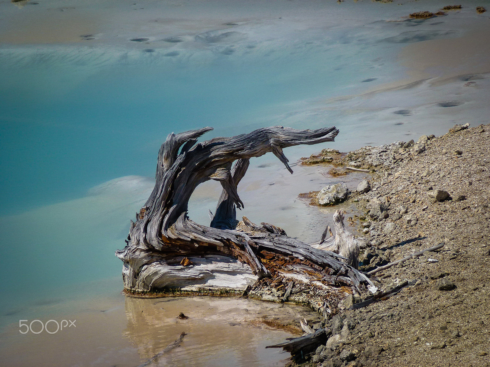 Panasonic DMC-ZS10 sample photo. Driftwood at yellowstone photography