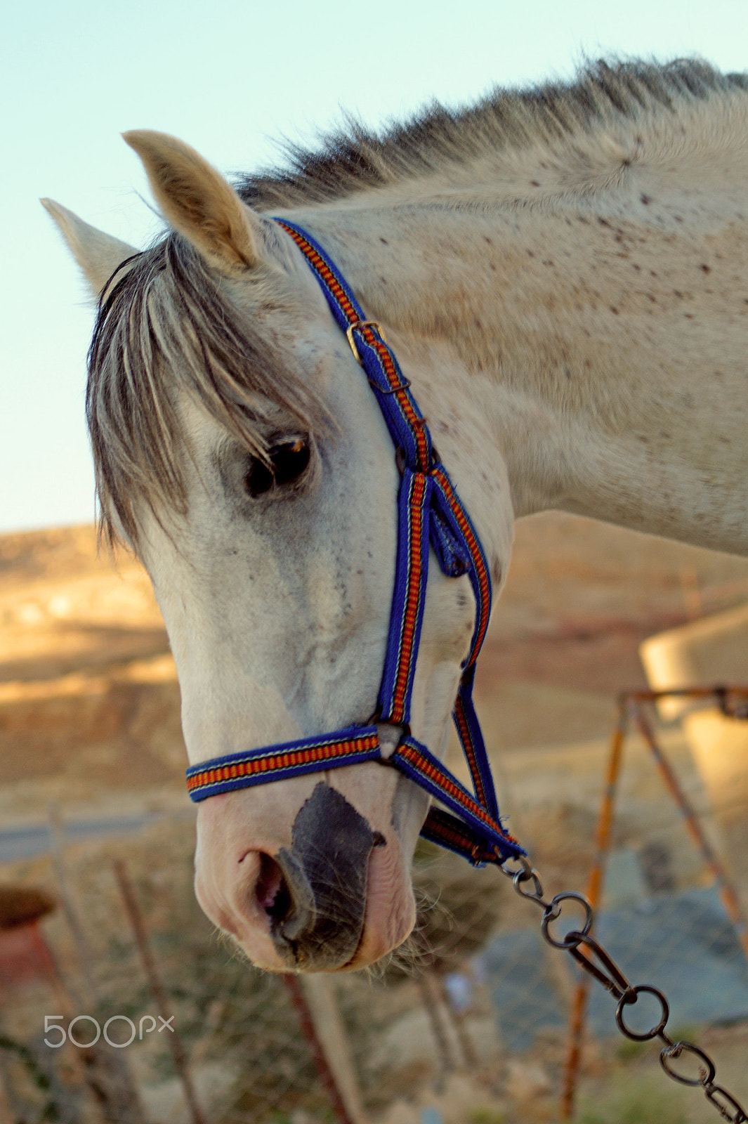 Sony SLT-A58 sample photo. A horse photography