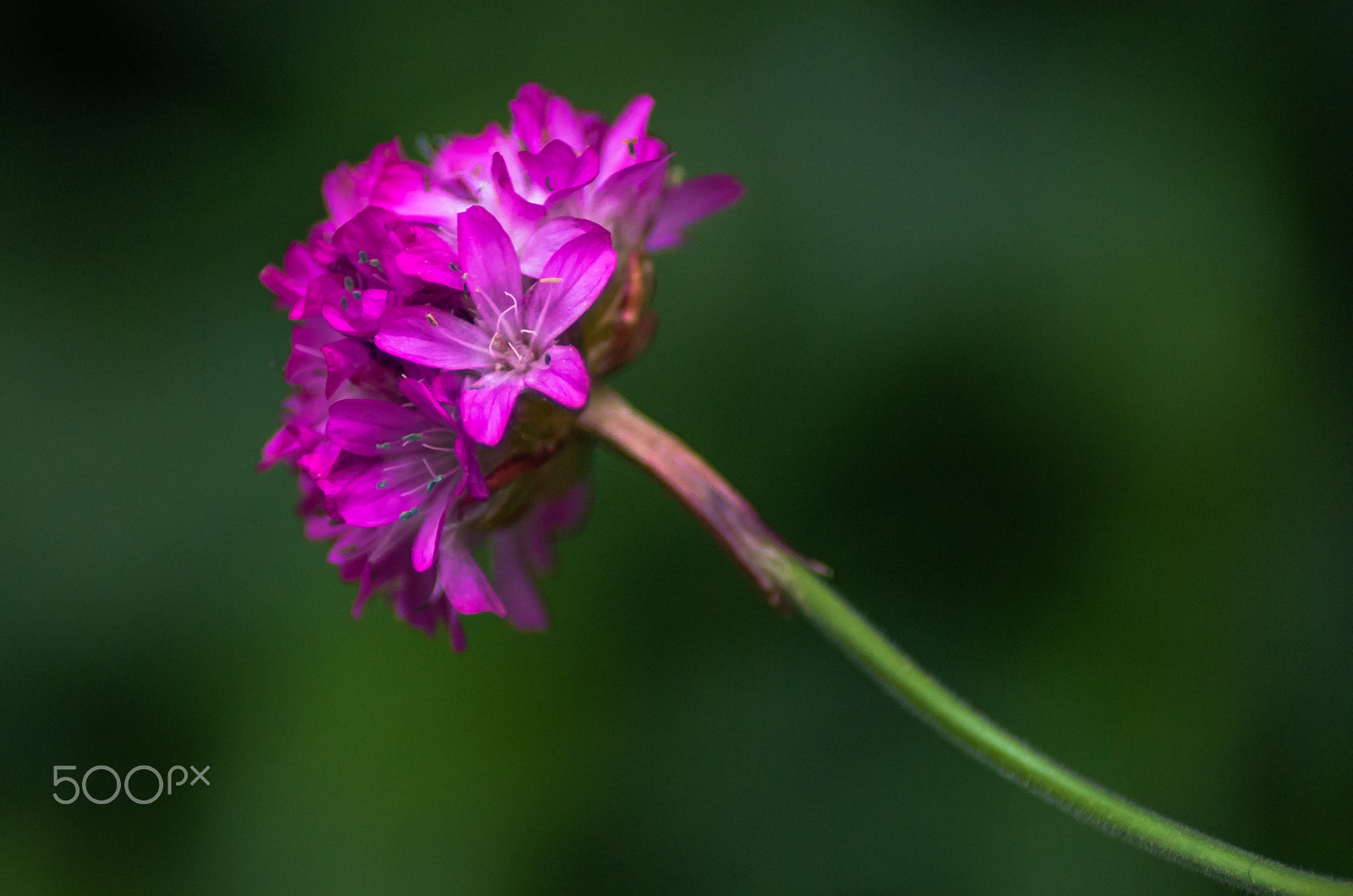 Pentax K-50 sample photo. Purple flower  photography