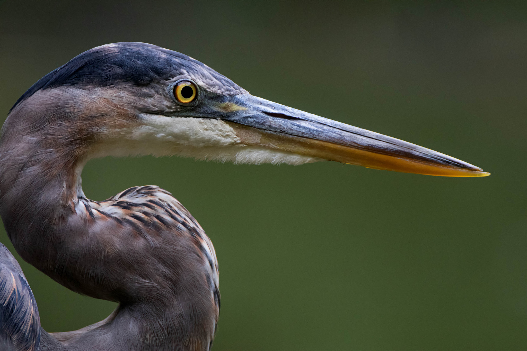 Canon EF 500mm F4L IS USM sample photo. Great blue heron portrait green photography