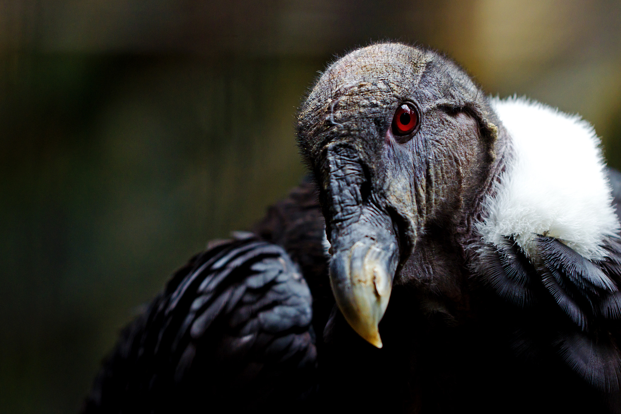 Nikon D7000 + Sigma 70-200mm F2.8 EX DG OS HSM sample photo. Female andean condor of ueno zoo photography