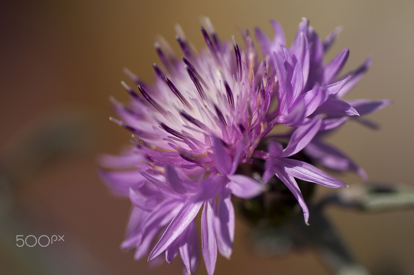 Sony SLT-A55 (SLT-A55V) sample photo. Violet flower photography