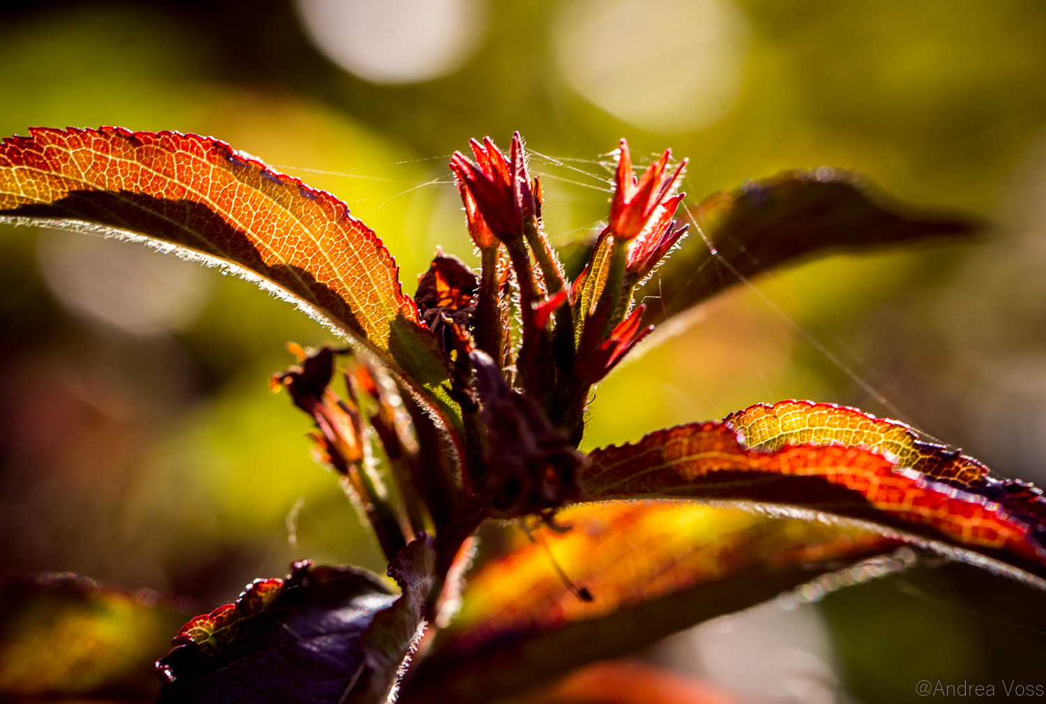 Canon EOS 60D + Canon EF 100mm F2.8L Macro IS USM sample photo. Autumn photography