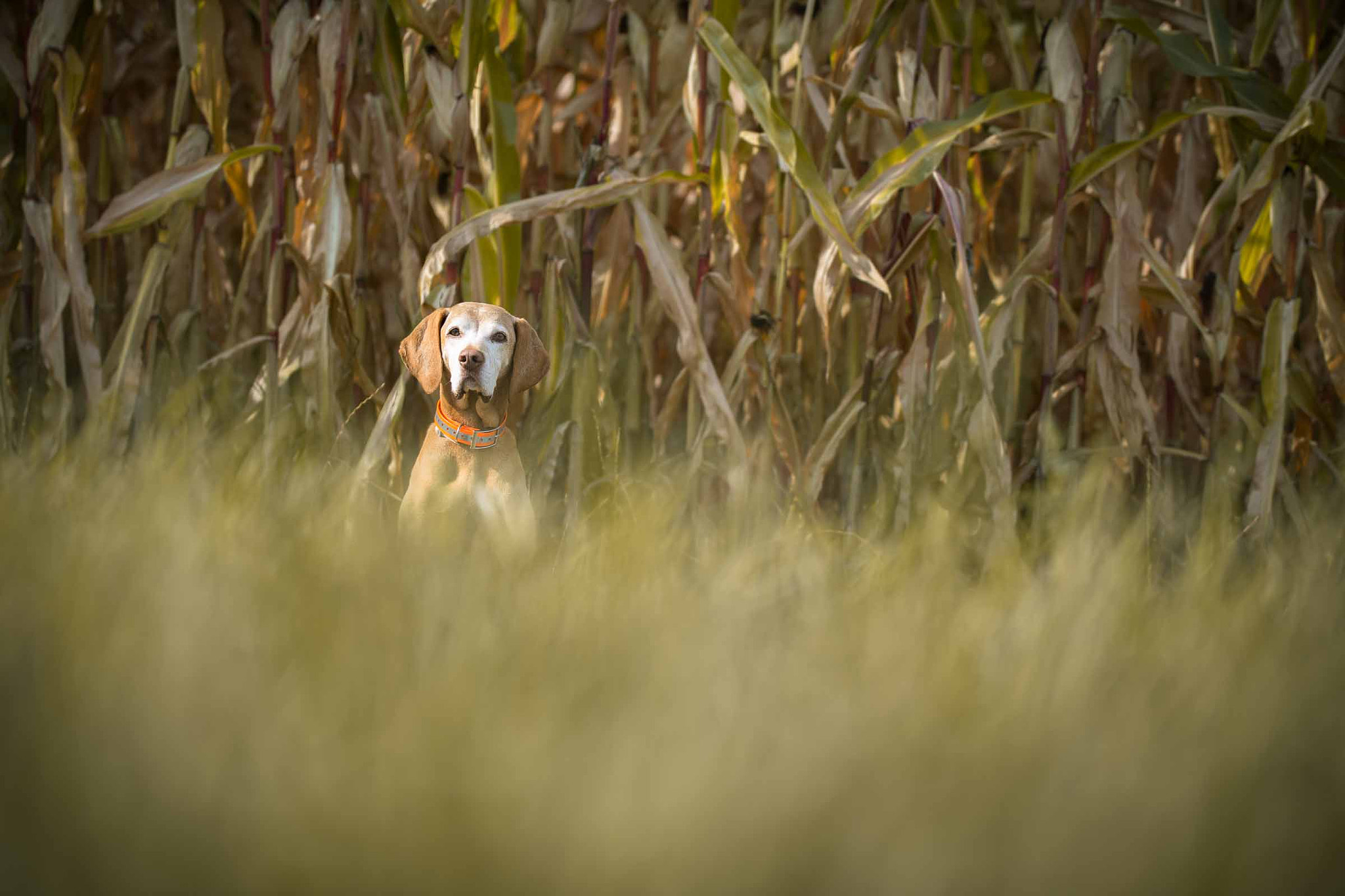 Nikon D7200 + Sigma 50-100mm F1.8 DC HSM Art sample photo. Walk with my dog balco in bocholt photography