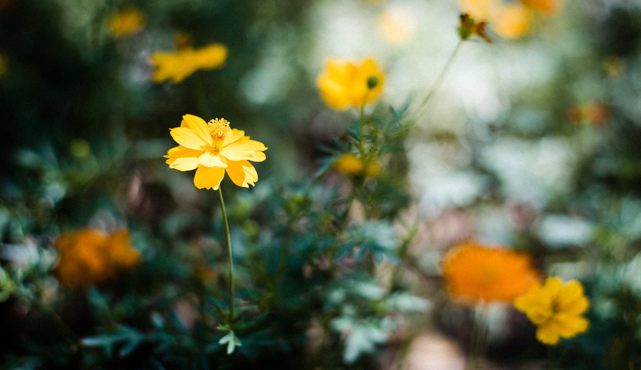 ZEISS Planar T* 50mm F1.4 sample photo. Flower photography