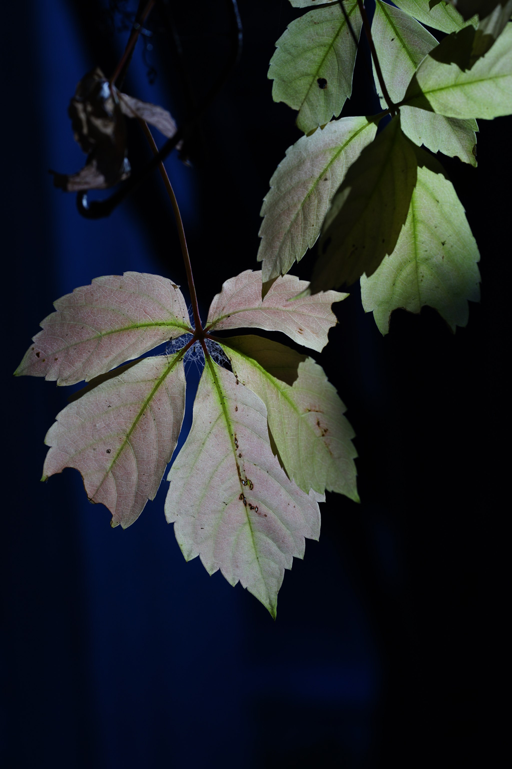 Sony FE 90mm F2.8 Macro G OSS sample photo. 殘葉靜音 photography