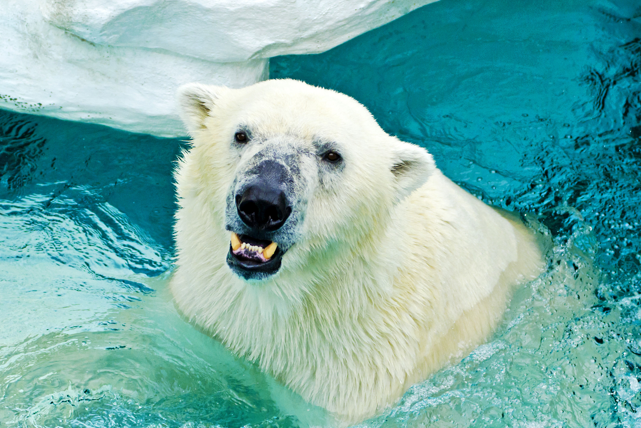 Nikon D7000 + Sigma 70-200mm F2.8 EX DG OS HSM sample photo. Female polar bear, der of ueno zoo photography