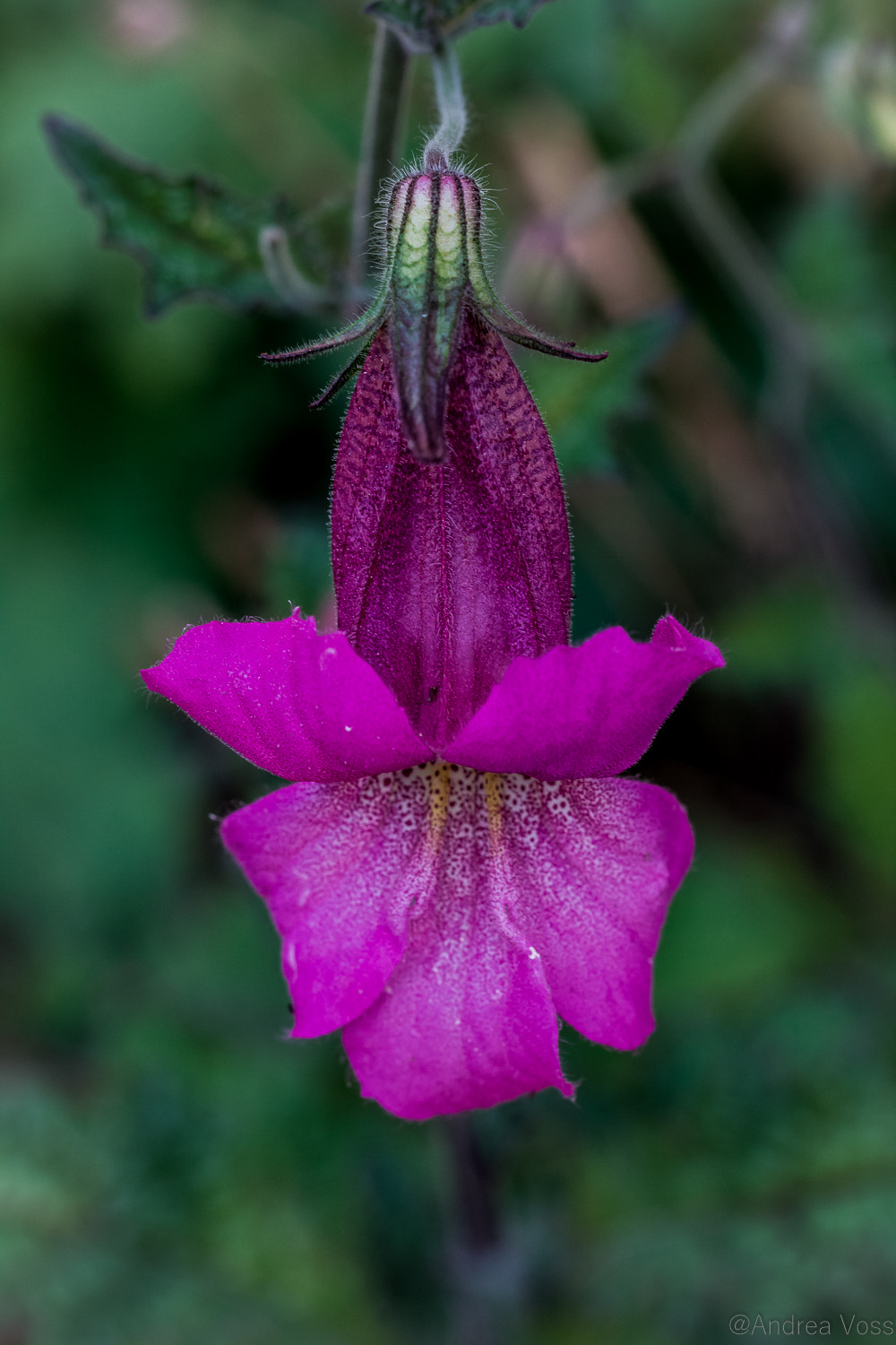 Canon EOS 60D + Canon EF 100mm F2.8L Macro IS USM sample photo. Hoher china-fingerhut photography