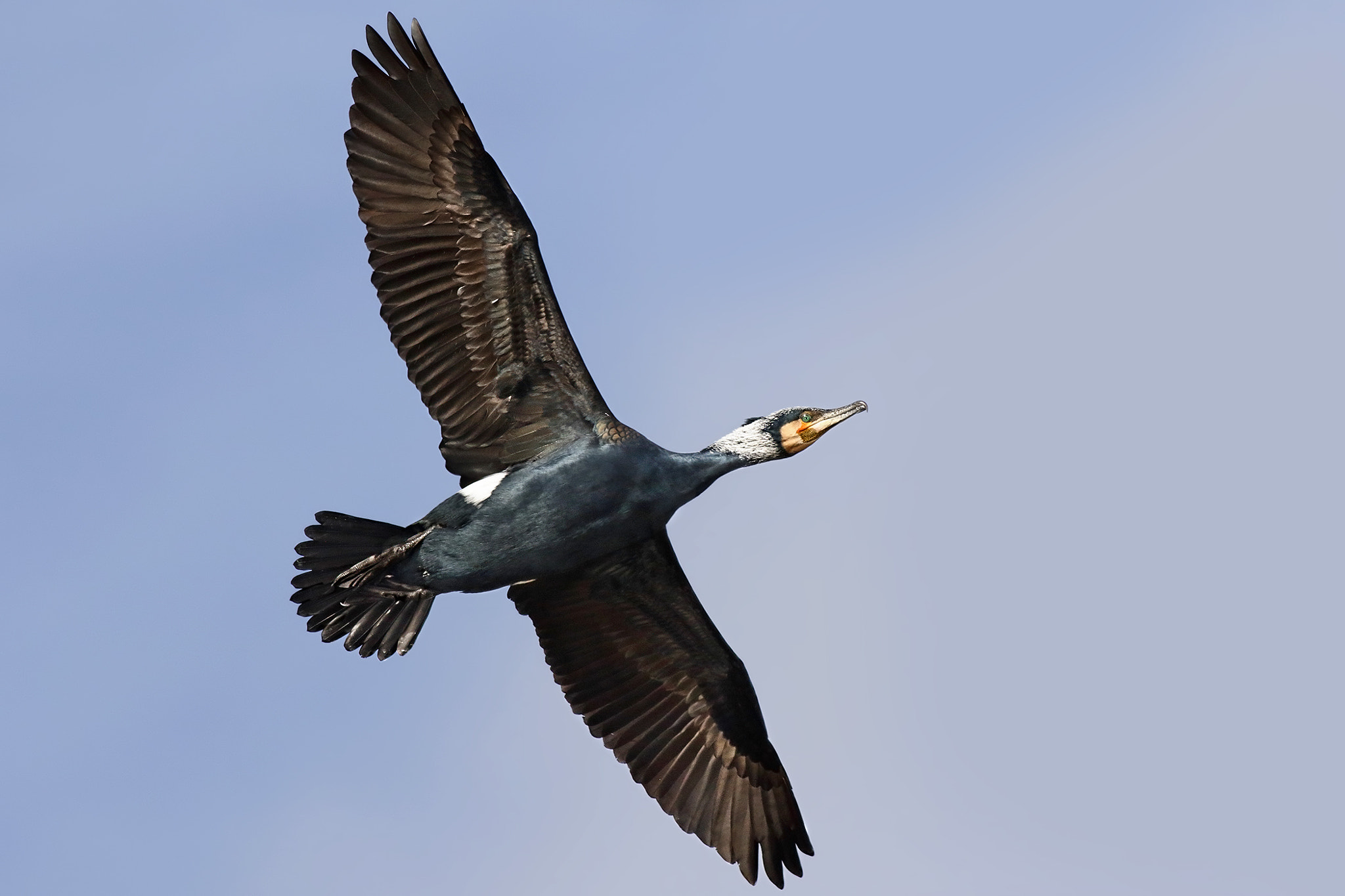 Canon EF 500mm f/4.5L sample photo. Cormorant photography