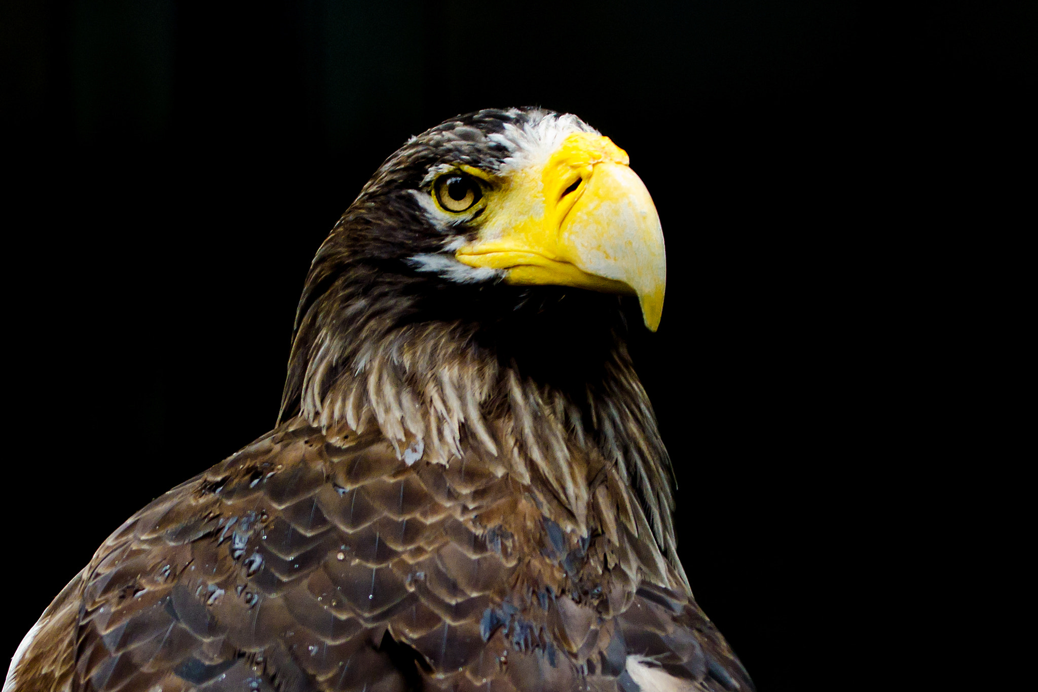Nikon D7000 sample photo. Steller's sea eagle of ueno zoo photography