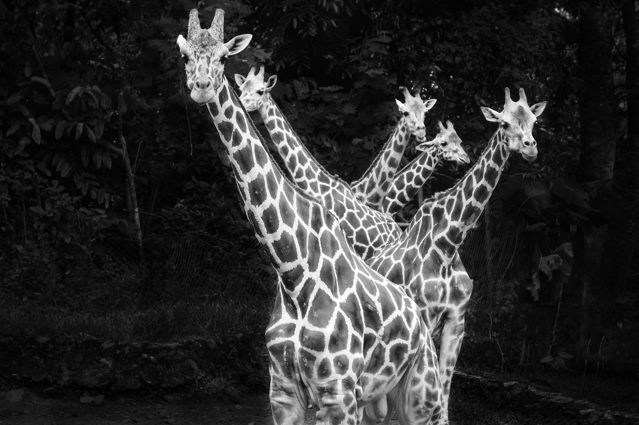 Sony Alpha a3000 sample photo. B/w giraffe photography