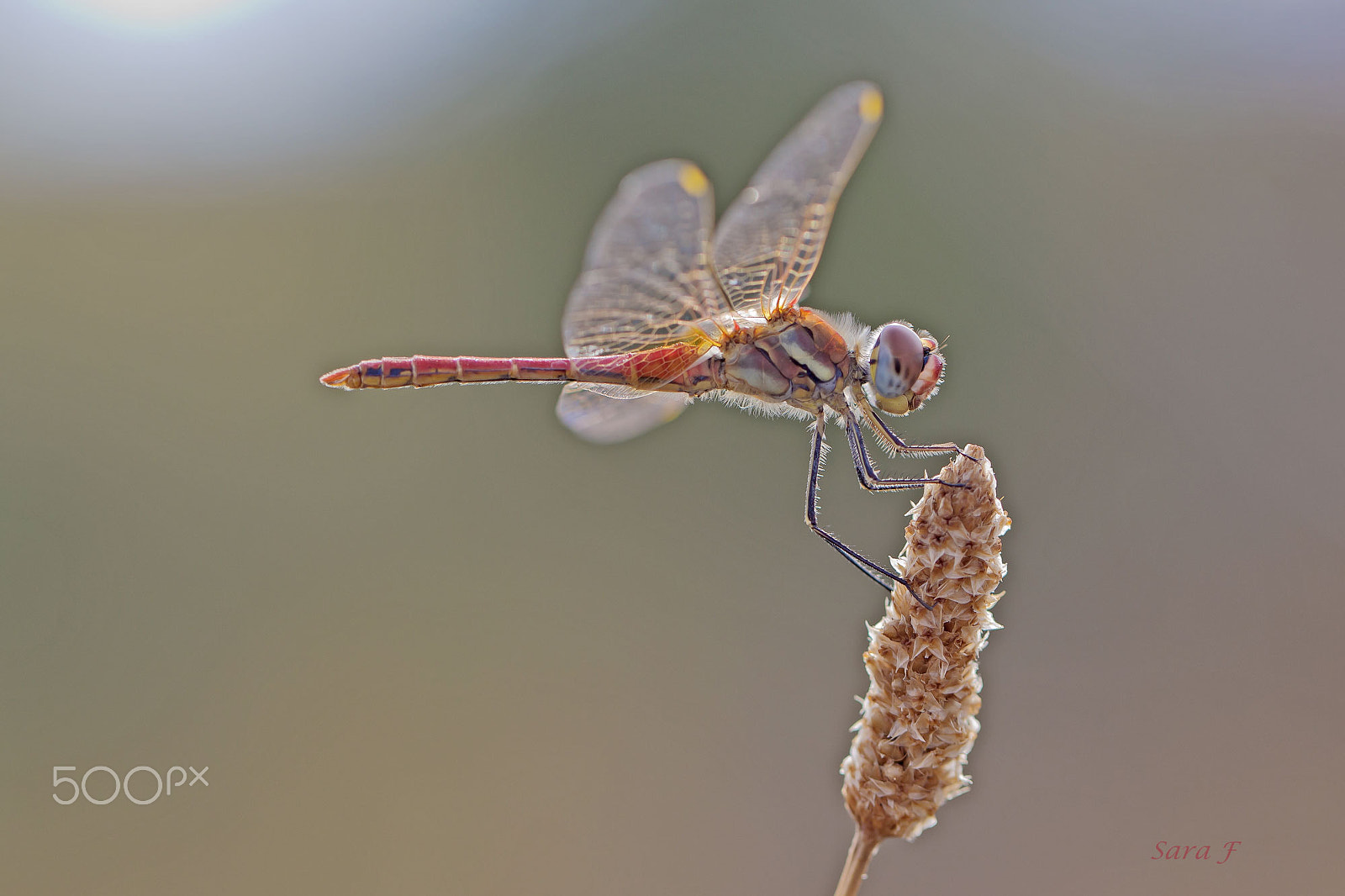 Canon EOS 60D sample photo. Dragonfly photography