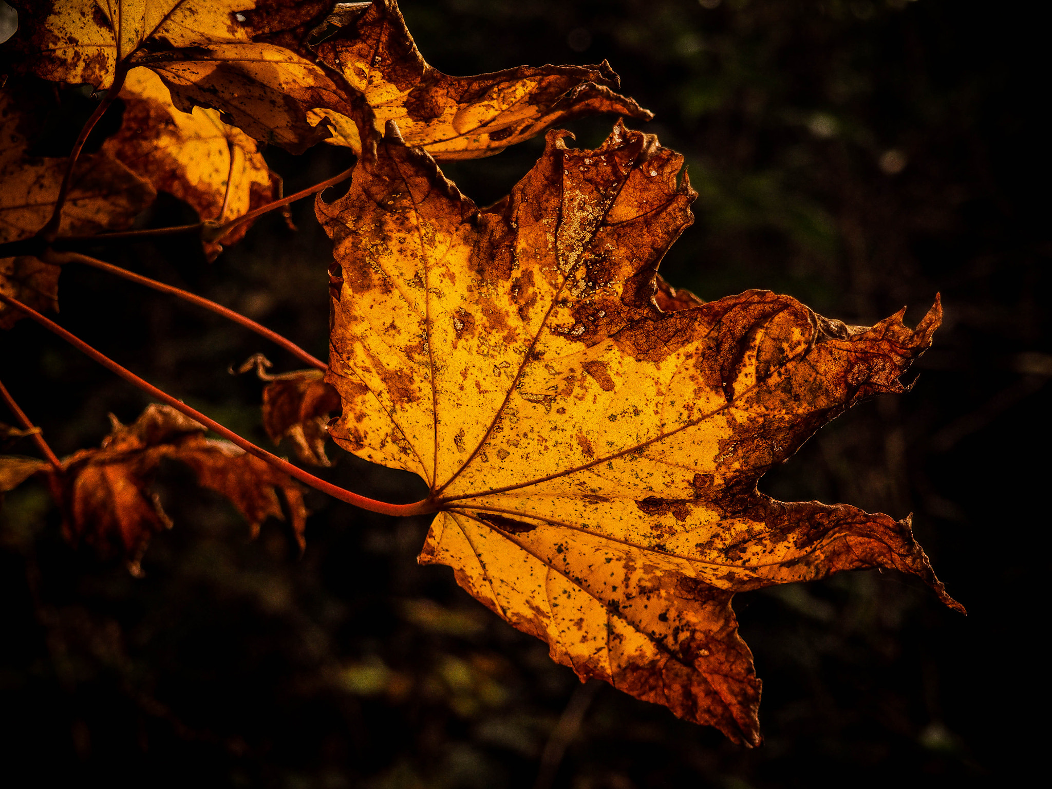 Olympus M.Zuiko Digital 14-42mm F3.5-5.6 II R sample photo. Golden leaf photography