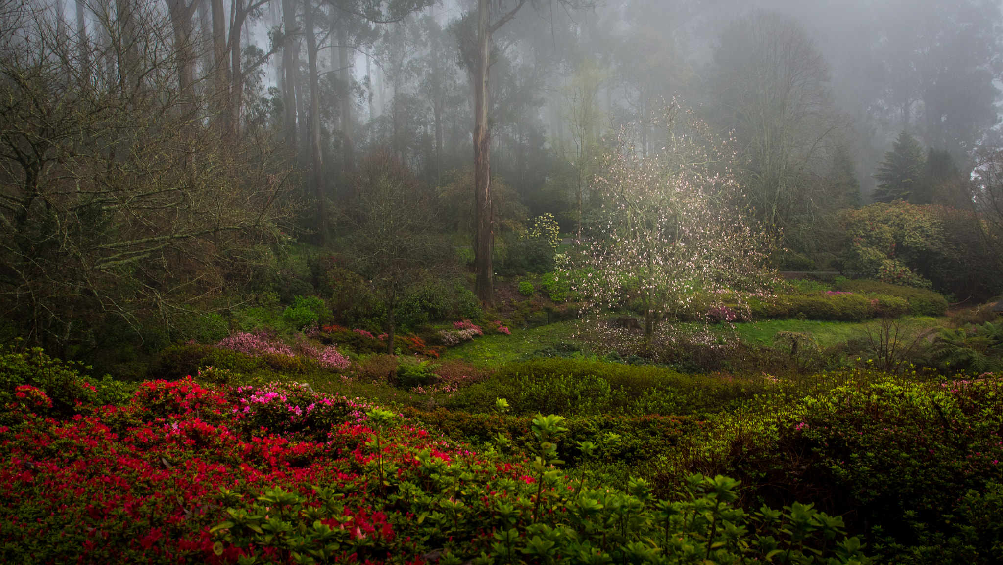 Olympus PEN E-P5 + Olympus M.Zuiko Digital ED 12-40mm F2.8 Pro sample photo. National rhododendron gardens in a misty rain photography