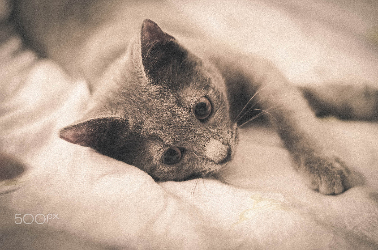 Pentax K-50 sample photo. A morning slumber photography