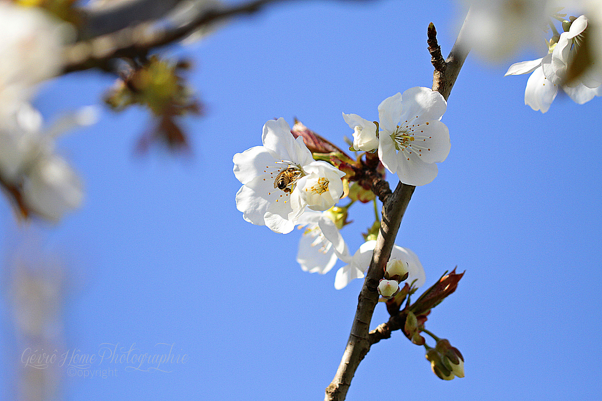 Canon EOS 7D + Canon EF 100mm F2.8L Macro IS USM sample photo. Flowers photography