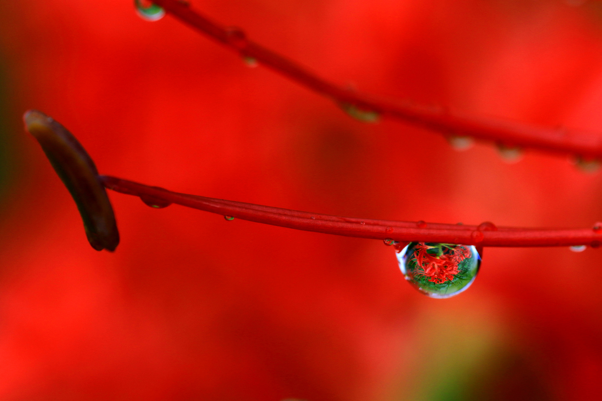 Canon MP-E 65mm F2.5 1-5x Macro Photo sample photo. Red  world photography