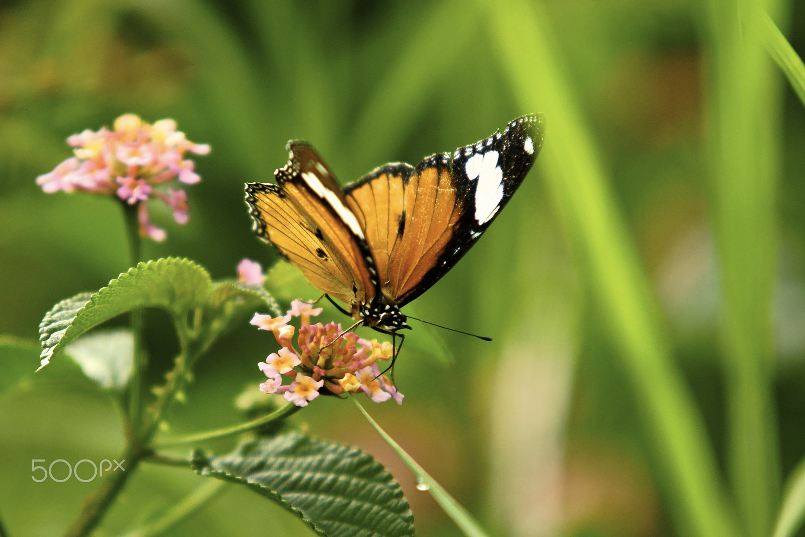 Sigma 70-200mm F2.8 EX DG Macro HSM II sample photo. A butterfly photography