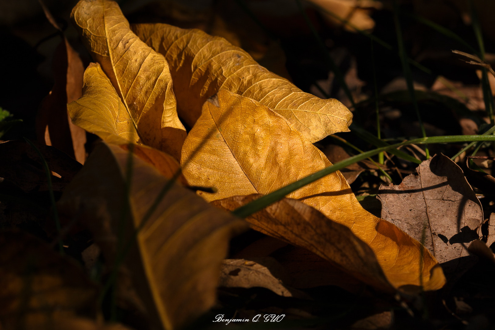 Canon EOS 70D + Canon EF 100mm F2.8L Macro IS USM sample photo. Fallen leaves photography