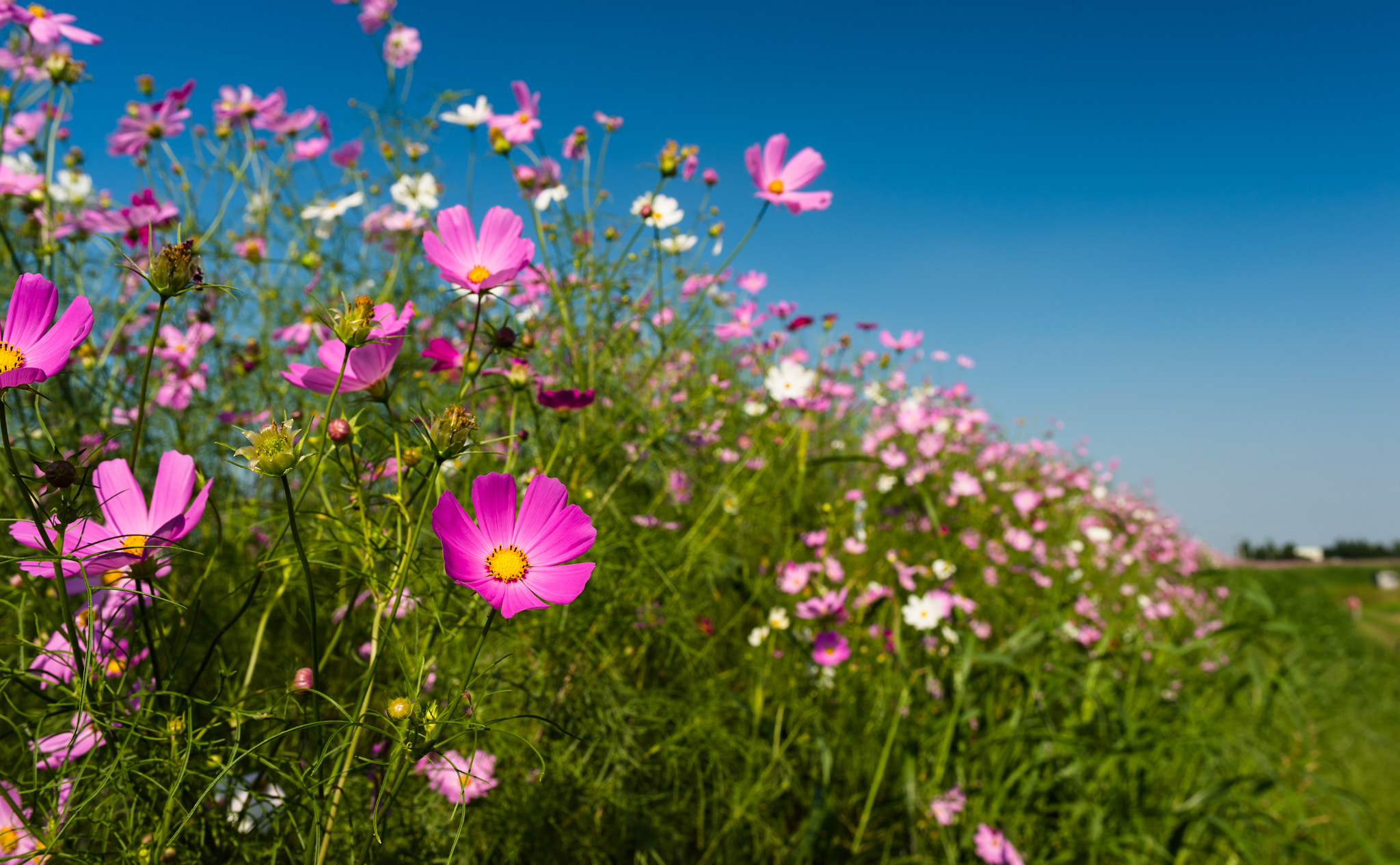 Nikon Df sample photo. 秋桜 photography