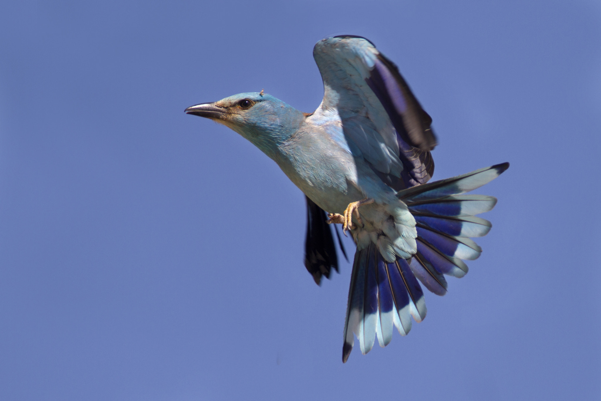 Canon EF 300mm f/2.8L + 1.4x sample photo. European roller photography