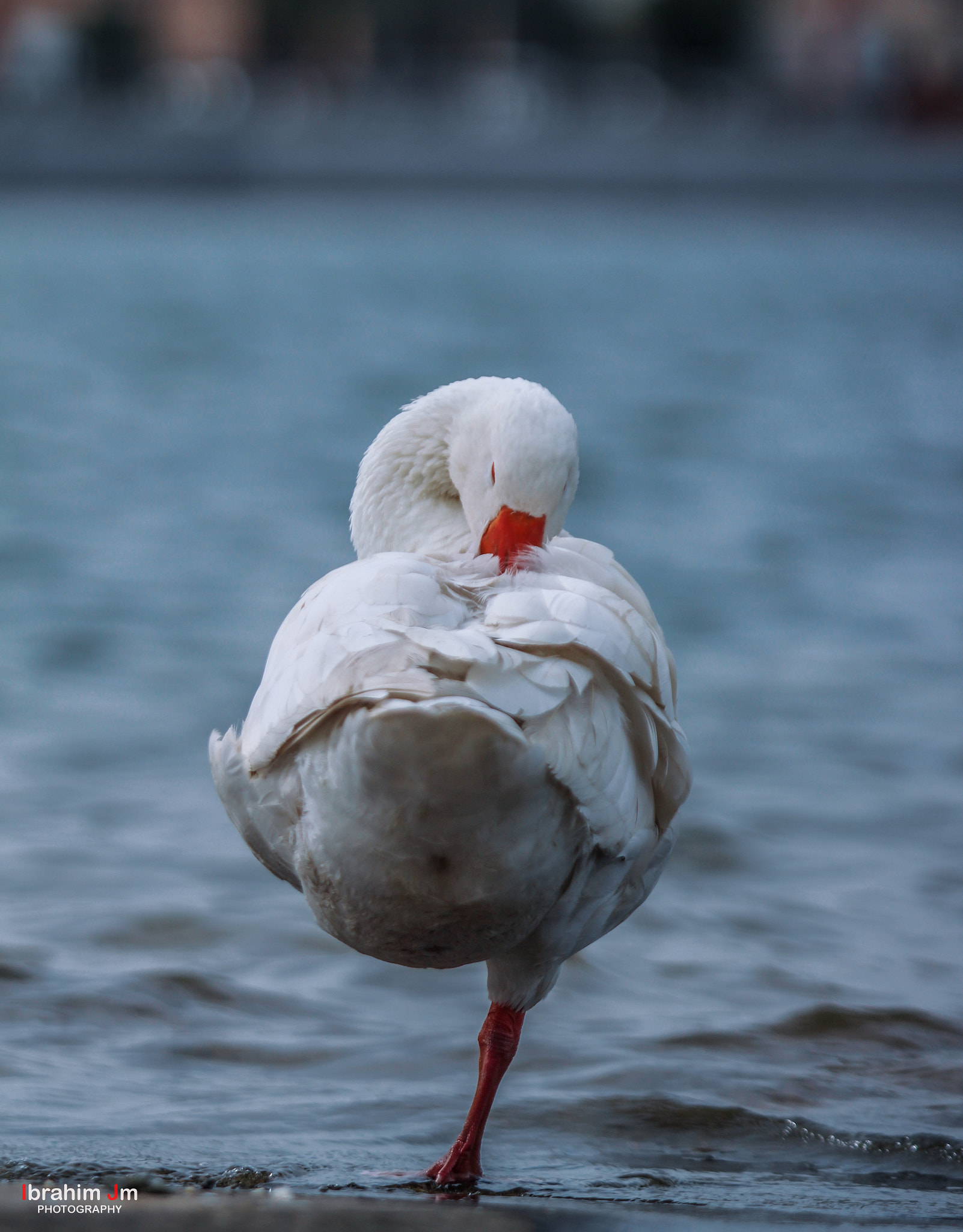 Canon EF 70-200mm F2.8L USM sample photo. Img photography