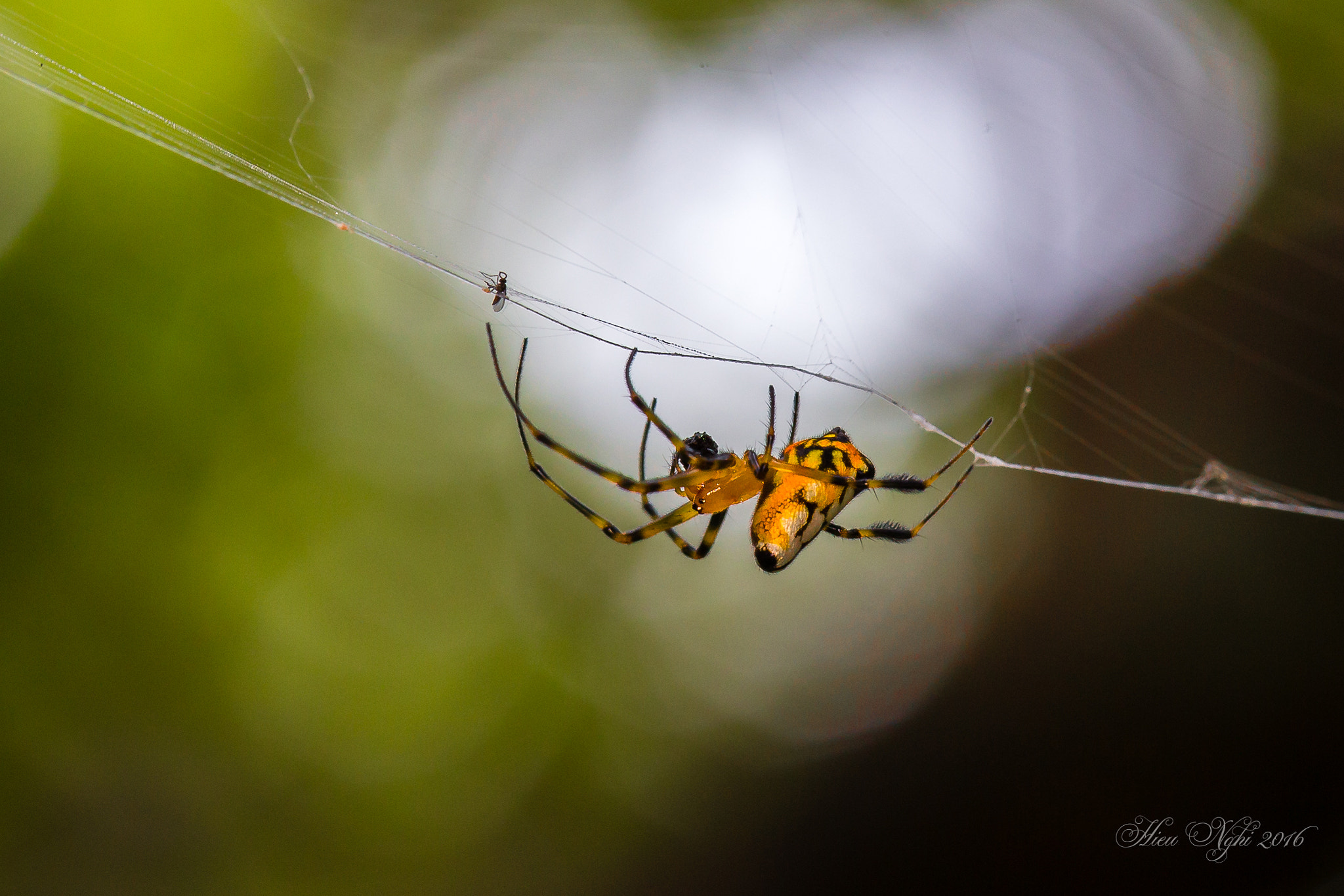 Canon EOS 6D + Canon EF 100mm F2.8L Macro IS USM sample photo. Catching photography