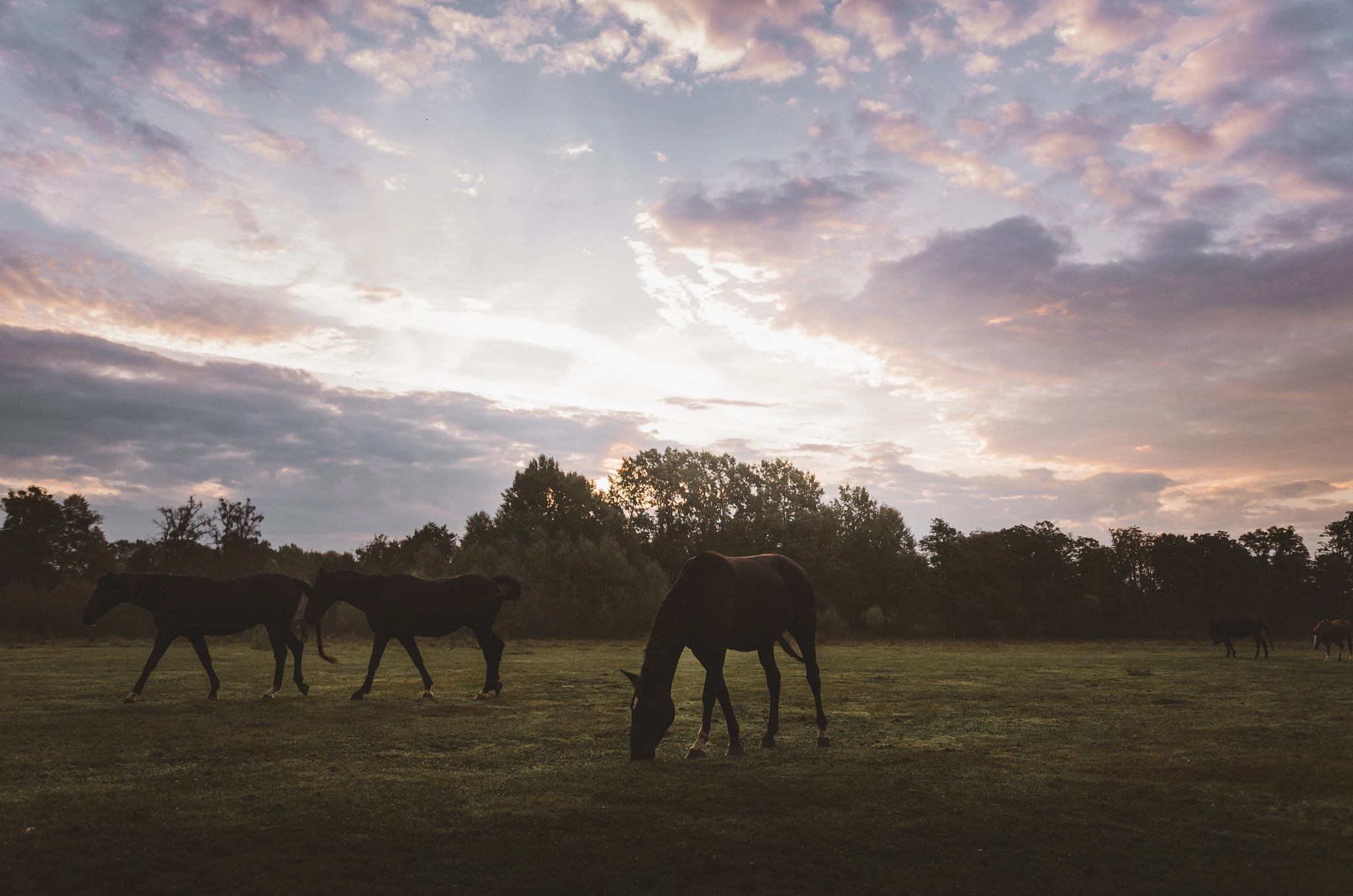 Nikon D5100 + Sigma 18-35mm F1.8 DC HSM Art sample photo. Horses photography