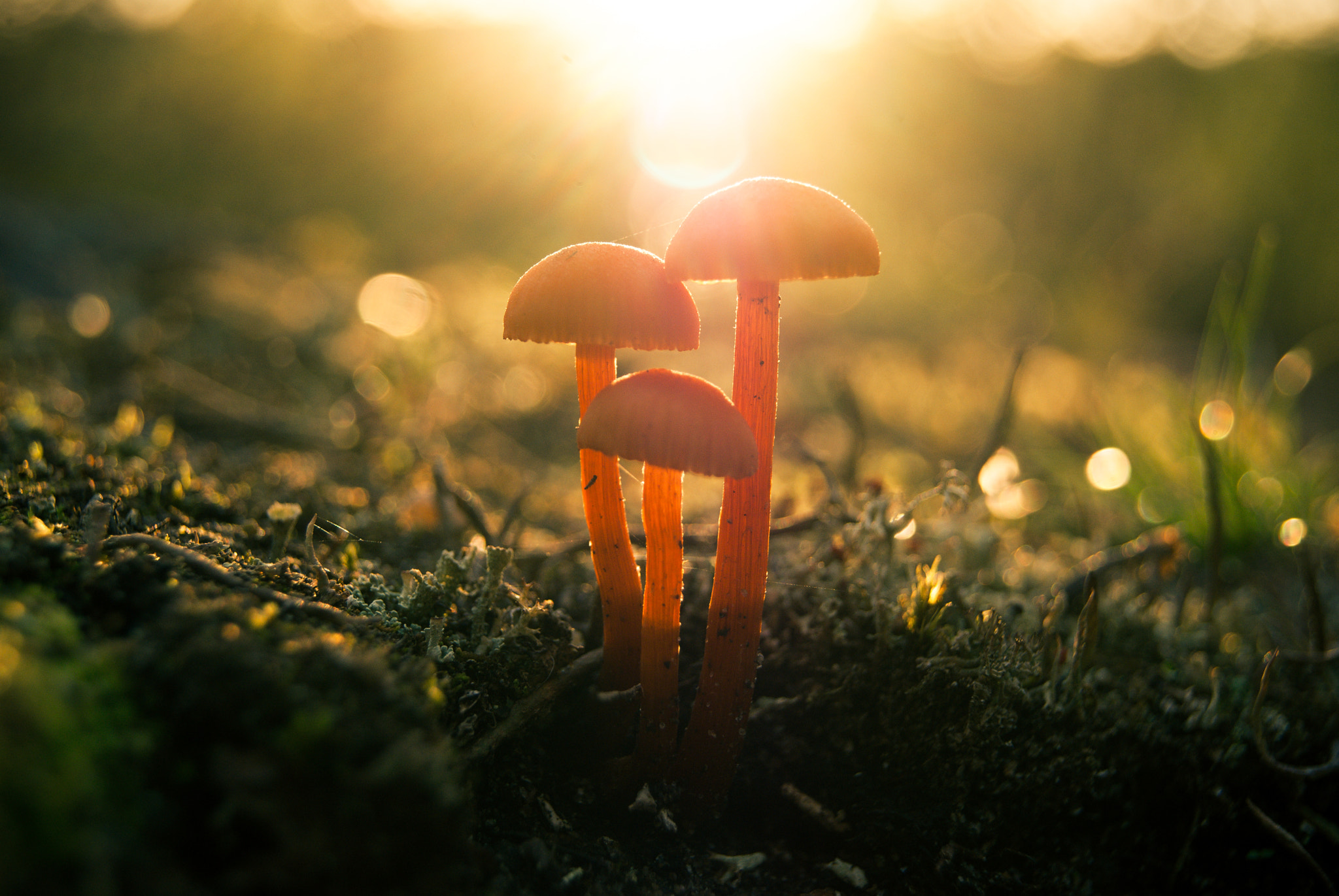 Sony Alpha DSLR-A330 + Sony DT 18-55mm F3.5-5.6 SAM sample photo. Triune photography